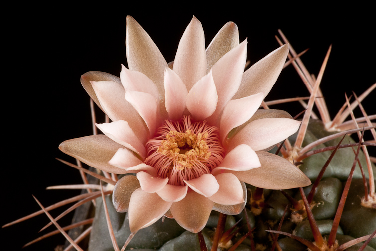 Gymnocalycium guanchinense